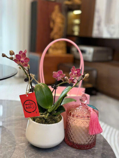 Lan Hồ Điệp Nhí - BBLHD5